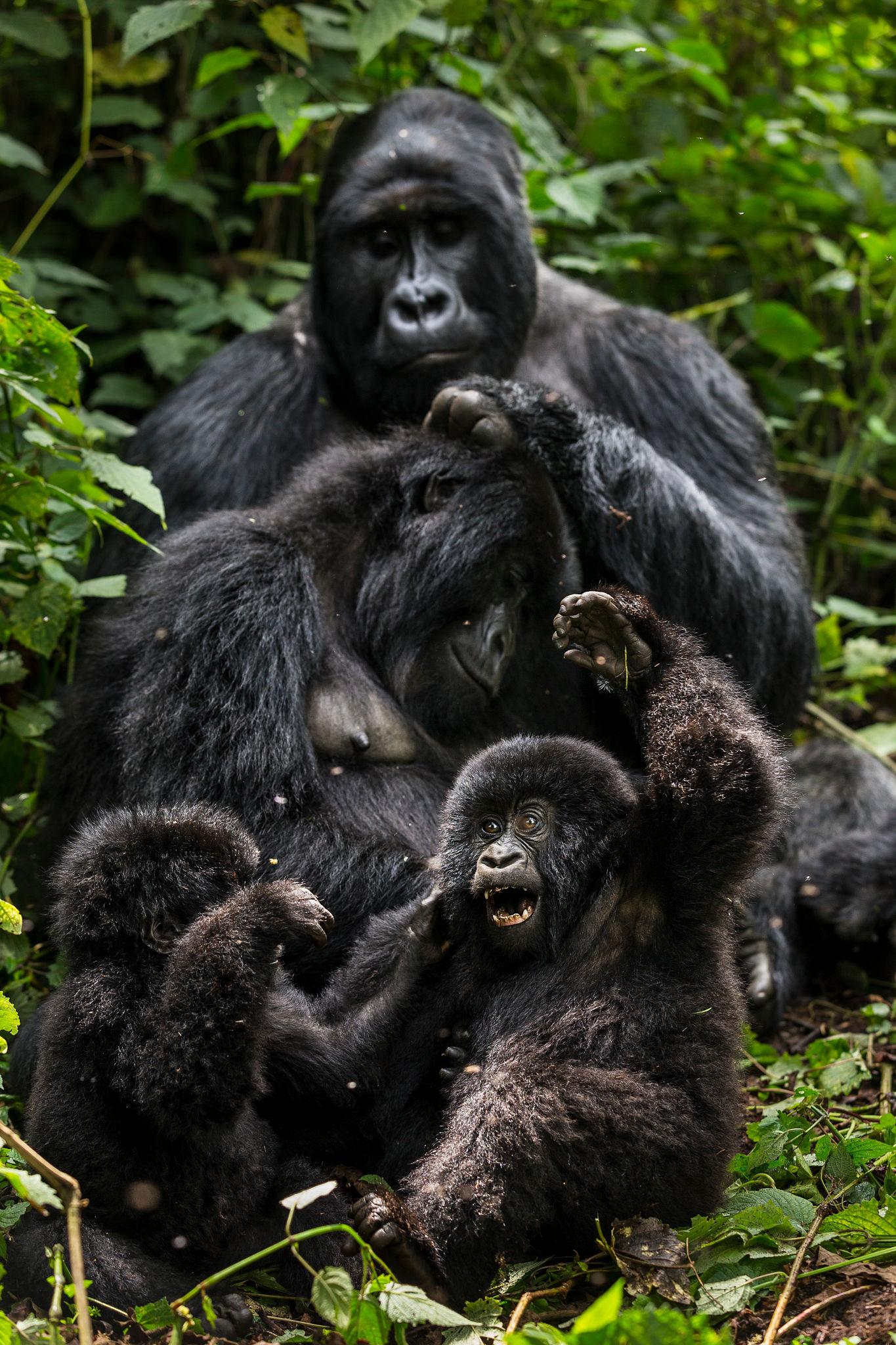 Gorilla Trekking Experience