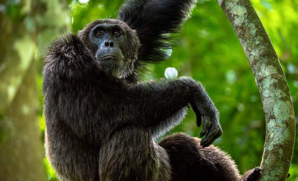 Budongo Forest Reserve