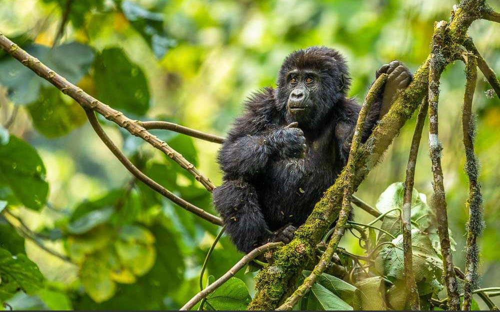 3-Day Gorilla Trekking Safari in Bwindi Impenetrable Forest