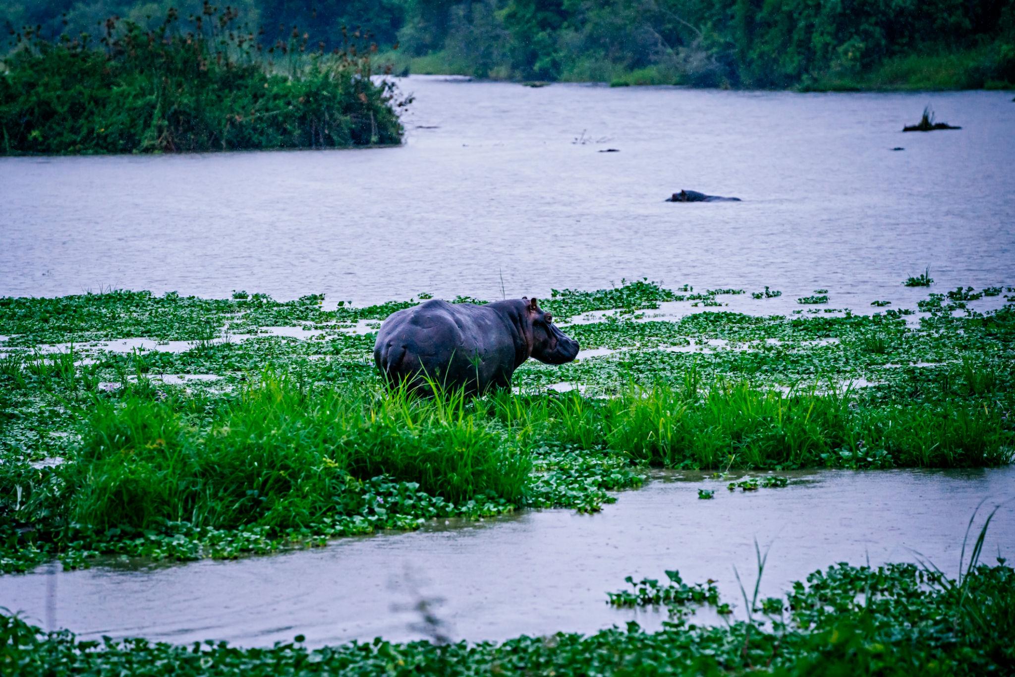 3-Day Wildlife Safari at Akagera National Park
