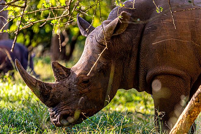 3-Day Budget Friendly Murchison Falls National Park Tour